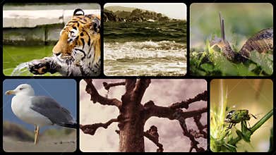 Wildlife tribute, montage