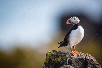Puffin (Fratercula arctica), Isle of May