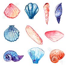 Set of hand drawn watercolor sea shells. Colorful vector illustrations isolated on white background.