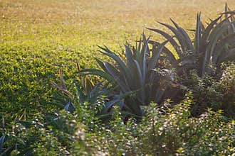 Aloe vera plant