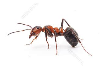 Isolated Red Ant