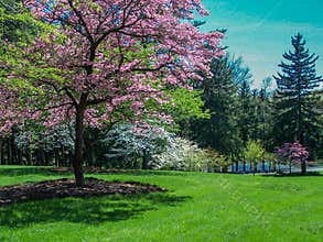 Scenic Spring Landscape - Flowering Dogwood Trees