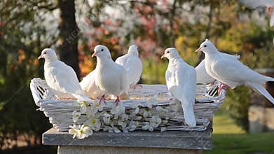 White doves