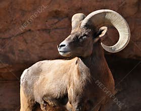 Bighorn sheep ram in Rocky Mountains