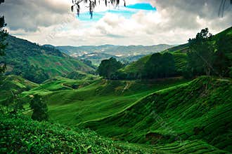 The Nature Green of Tea Farm