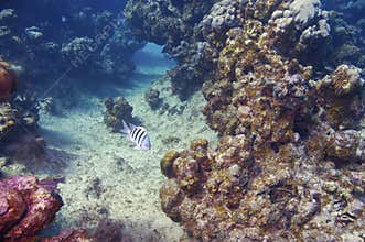 Sergeant major damselfish and coral reef