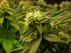 Bud loving