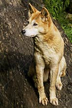 Dingo (Canis lupus dingo)