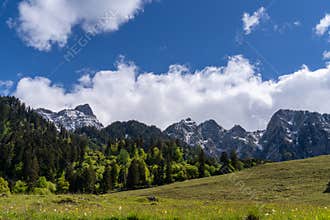 mountain meadow and forest under snow-capped mountains and a cloudless blue sky