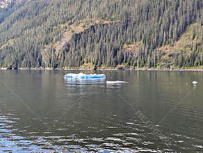 Floating Icebergs in Endicott Arm