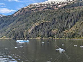 Floating Icebergs in Endicott Arm