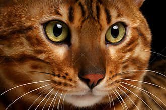 Close-up Bengal cat