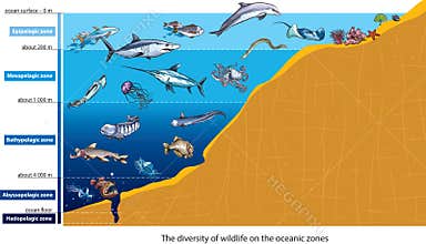 Deep sea creatures