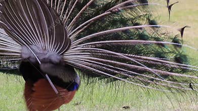 Dancing Male Peacock Shaking Feathers