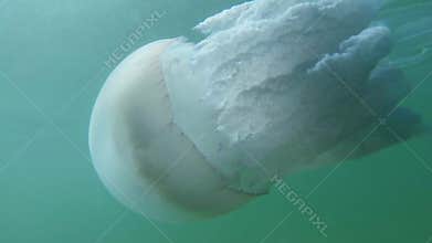 Medusa jellyfish closeup slowly floats in sea water