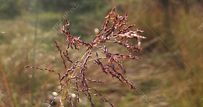 Wild Grass Flowers Macro Close Up, Dry Meadow Plants Swaying in Natural Sunlight with Soft Bokeh