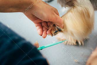 groomer trimming dog paws