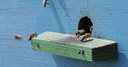 Honey bees fly near a beehive. Bees are best known to humans for their ecological roles as pollinators. Honey bees flying into