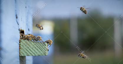Honey bees fly near a beehive in a super slow motion. Shot on super slow motion camera 1000 fps. Bees are best known to humans for