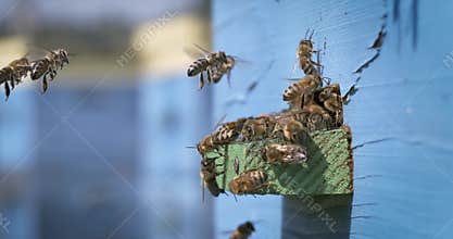 Honey bees flying at blue wooden beehive entrance