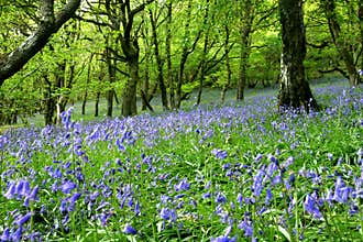 Bluebell Fantasy Land