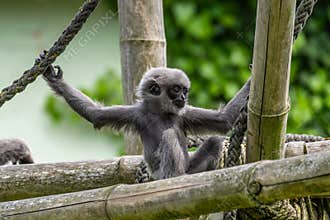 Silvery gibbon baby, Hylobates moloch in a German park