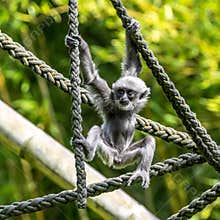 Silvery gibbon baby, Hylobates moloch in a German park