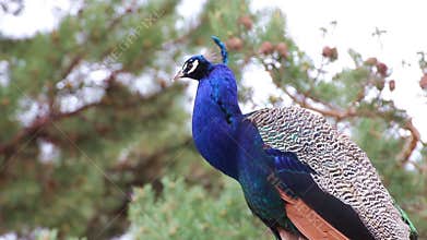 Male Peacock Bird High Up Fluffing Feathers