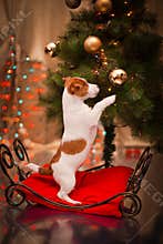 Dog Jack Russell Terrier. Puppy. Christmas,