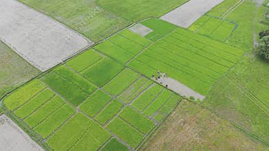 Cinematic 4k Drone Footage of Farming in Bangladesh