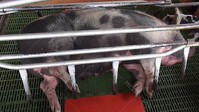 Caged Pigs, Animal Abuse