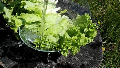 Washing salad in a basin, outdoors in sun salad pours it with stream of water from shower faucet, close-up view in slow