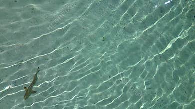 Young reef sharks swimming in clear tropical water. Great aerial view drone