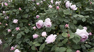 Blooming pink double roses in springtime at Kew Gardens, England. Delicate layered flowers surrounded