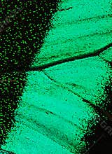 Butterfly wing