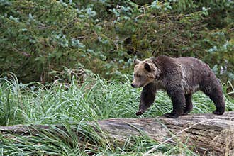Bear on tree