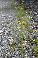 Jersey cudweed (Gnaphalium affine) flowers. Asteraceae biennial.