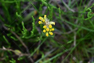 Jersey cudweed (Gnaphalium affine) flowers. Asteraceae biennial.