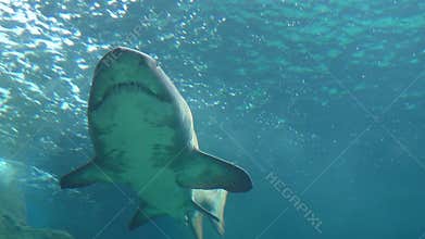 Great white shark teeth and belly