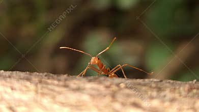 Asian weaver ant walking on tree bark
