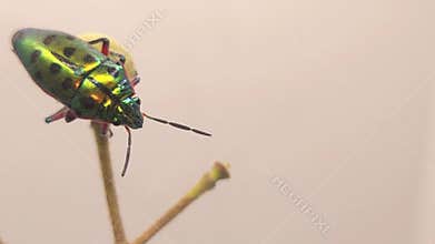 Macro colorful jewel bug