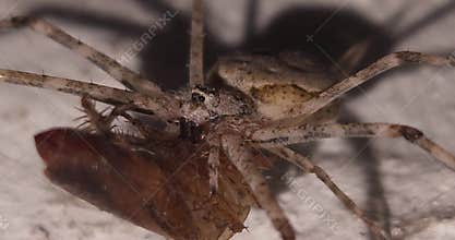 Cellar Spider Feeding on Prey Macro