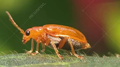 Macro Close Up of Amber Brown Leaf Beetle Crawling on Green Leaf