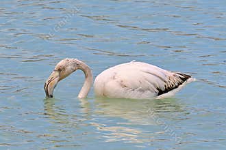 Young flamingo in salt pan, wildlife in its natural habitat