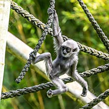 Silvery gibbon baby, Hylobates moloch in a German park
