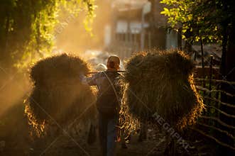 Rural Asian Farmer Transporting Heavy Hay Bundles on Shoulder Pole in Golden Sunset Glow