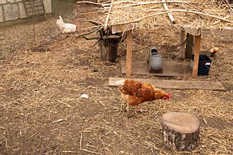 Brown hen walking on straw floor inside enclosed chicken coop