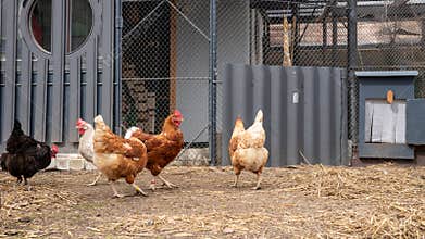 Hens walking and foraging near coop in farmyard enclosure