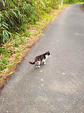A black and white cat on the side of the road
