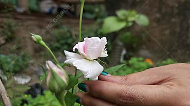 Woman touching blooming white rose flower in garden